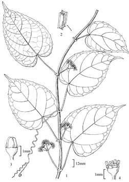 1862