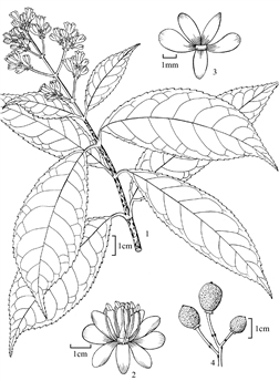 1886