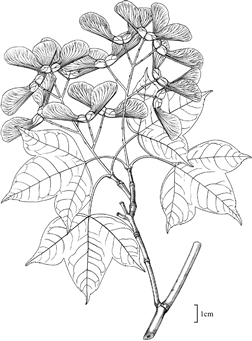 1894