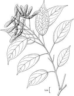 1897