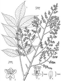 1904
