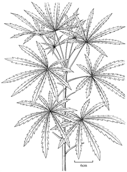 1966