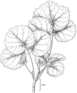 1971