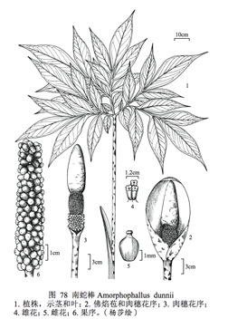 4202