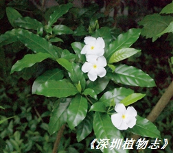 2004