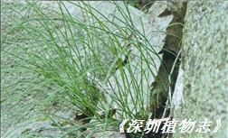 笔管草