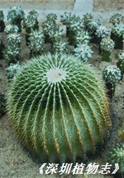 7117