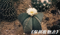7118
