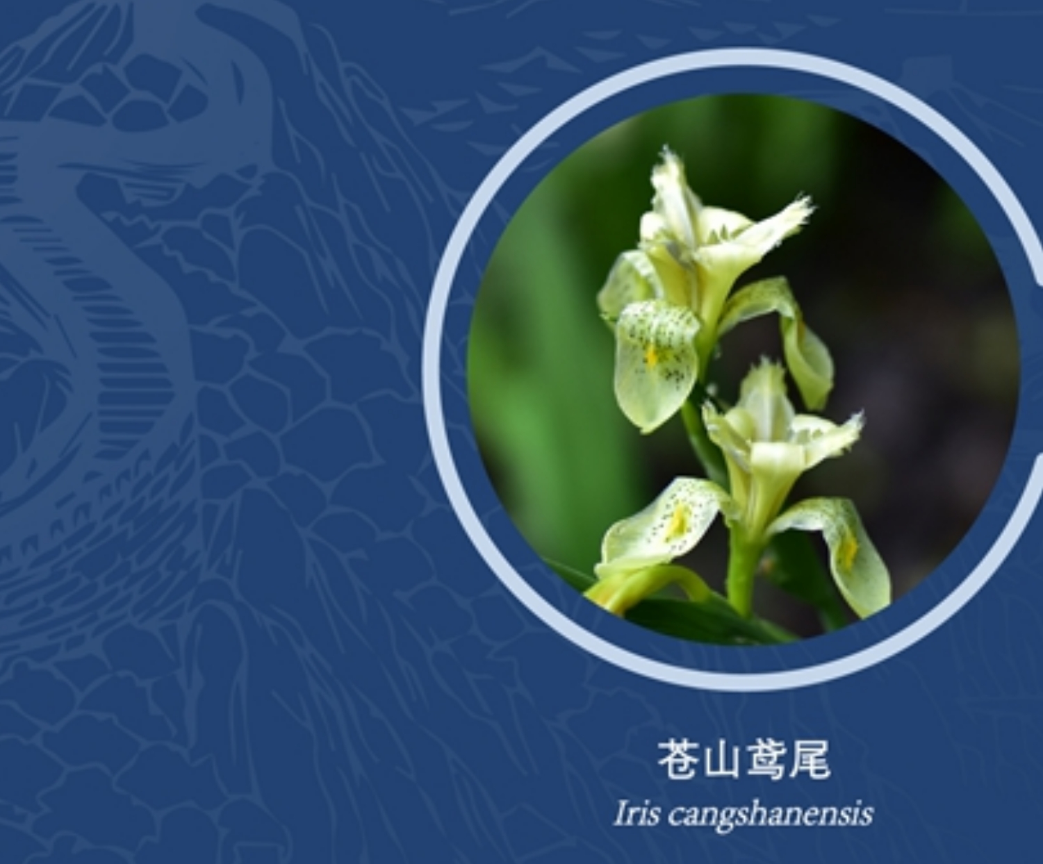 楤木 Aralia elata|iPlant 植物智——植物物种信息系统