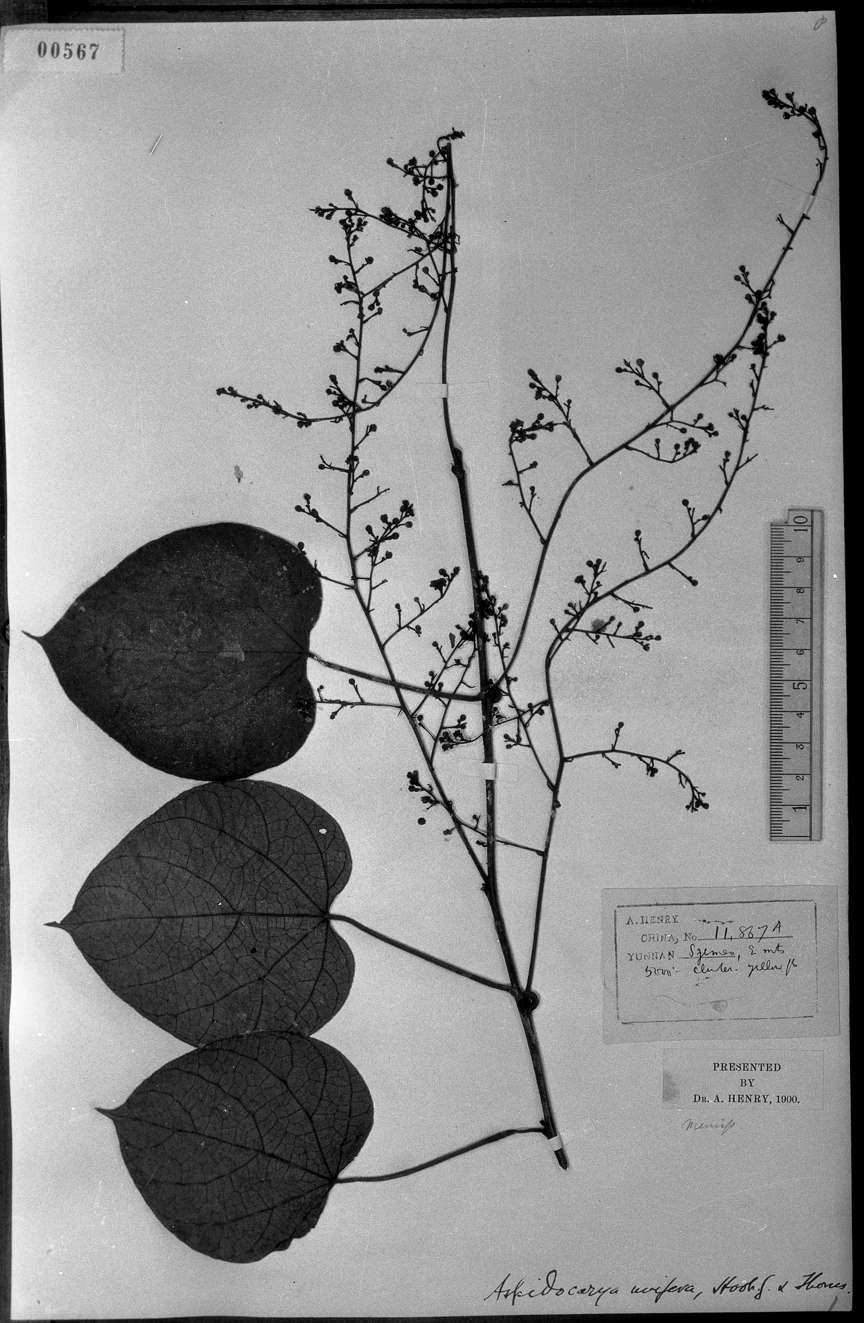 学名 aspidocarya unifera hkf et th