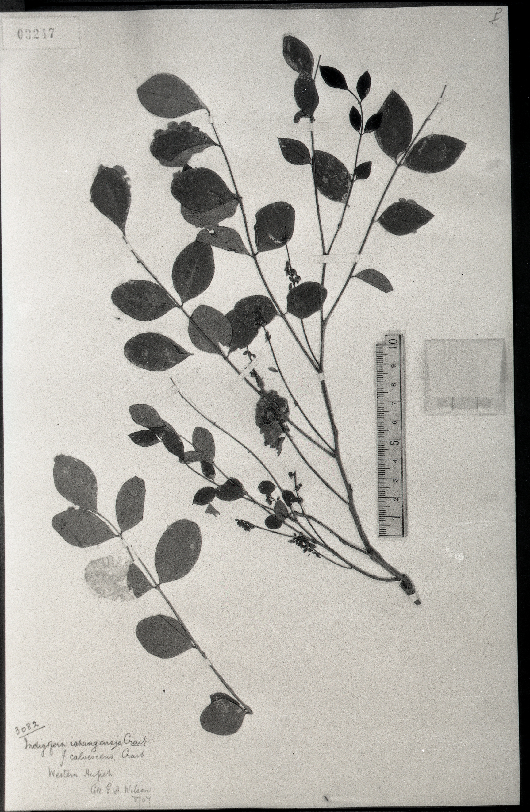 秦仁昌拍摄模式植物标本照片信息