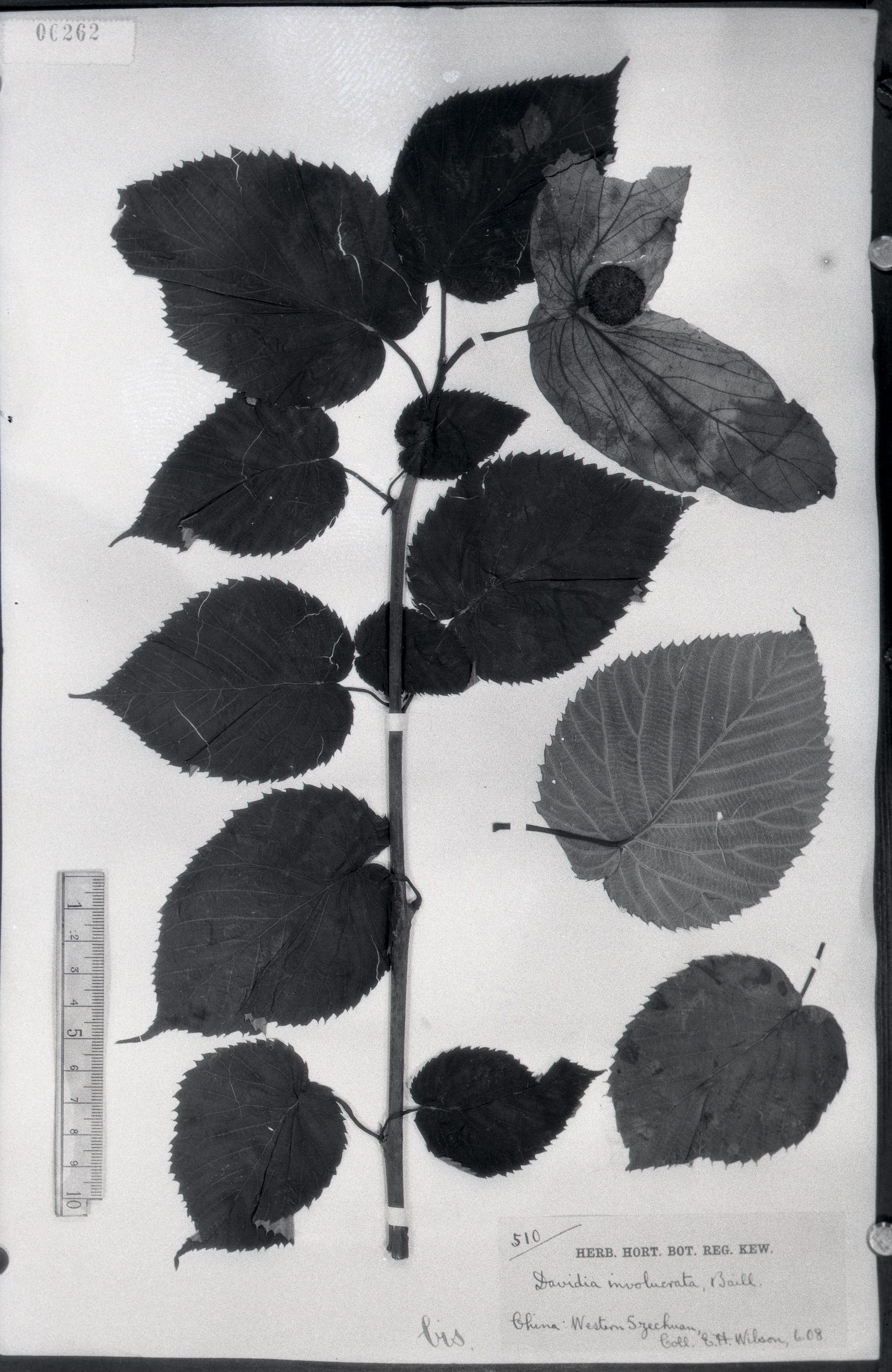 秦仁昌拍摄模式植物标本照片信息