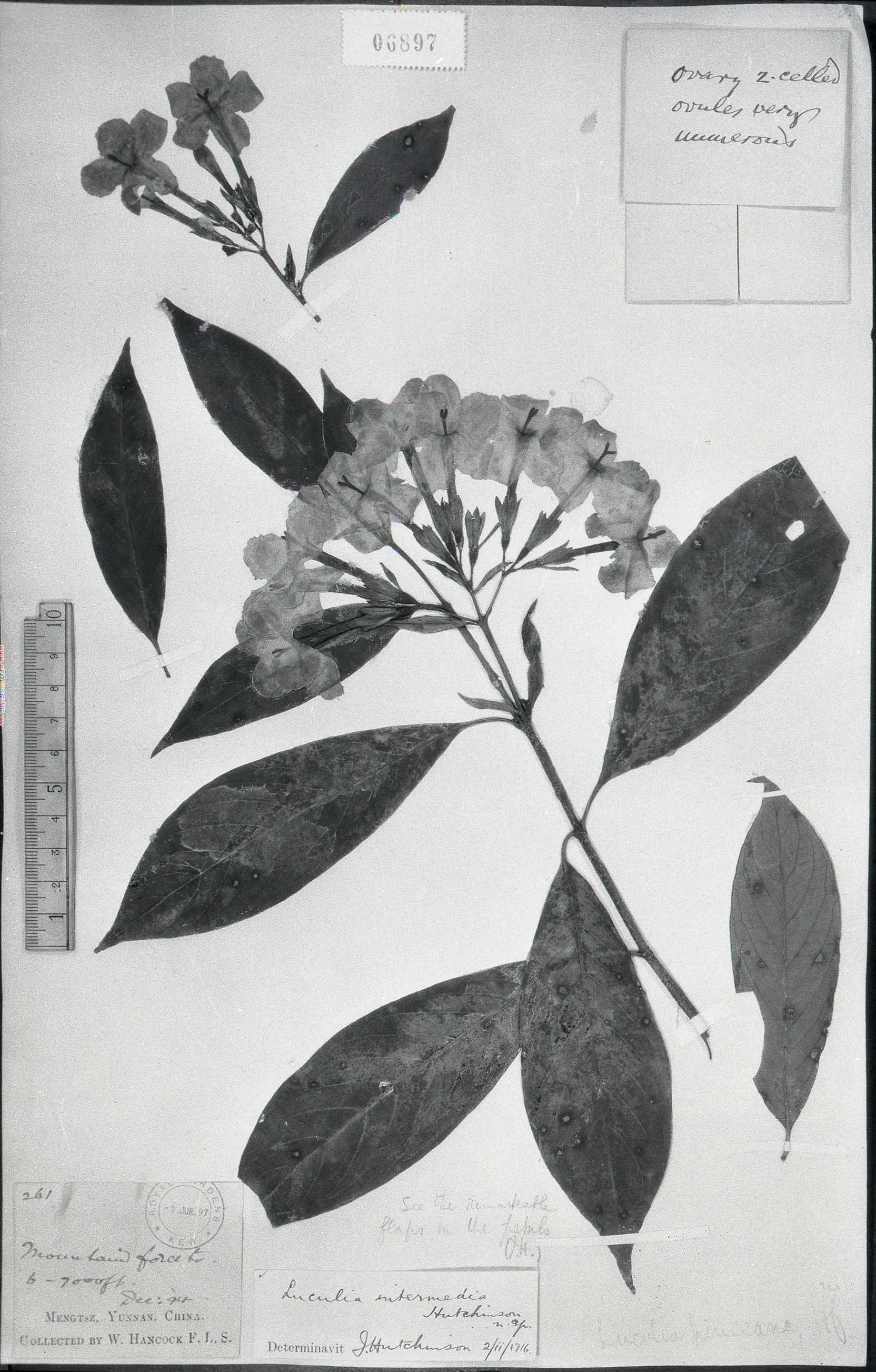 秦仁昌拍摄模式植物标本照片信息