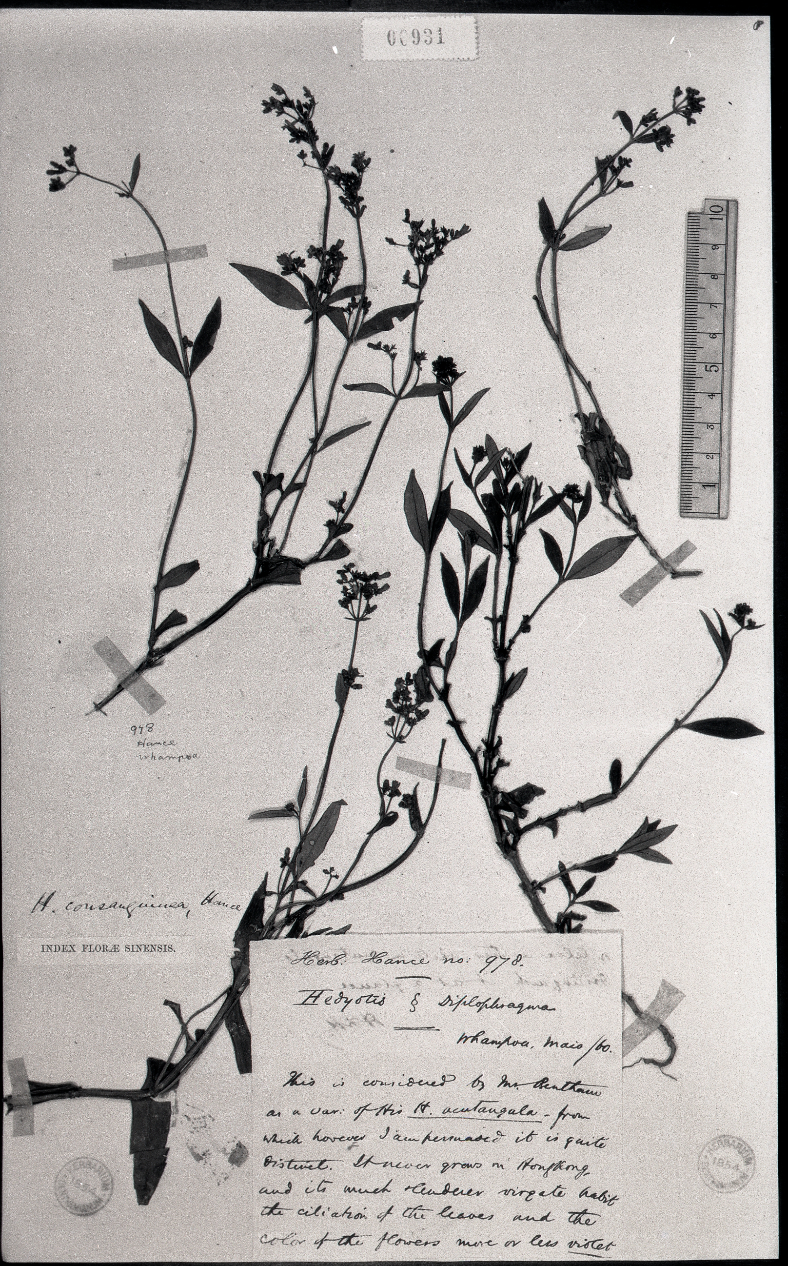 秦仁昌拍摄模式植物标本照片信息