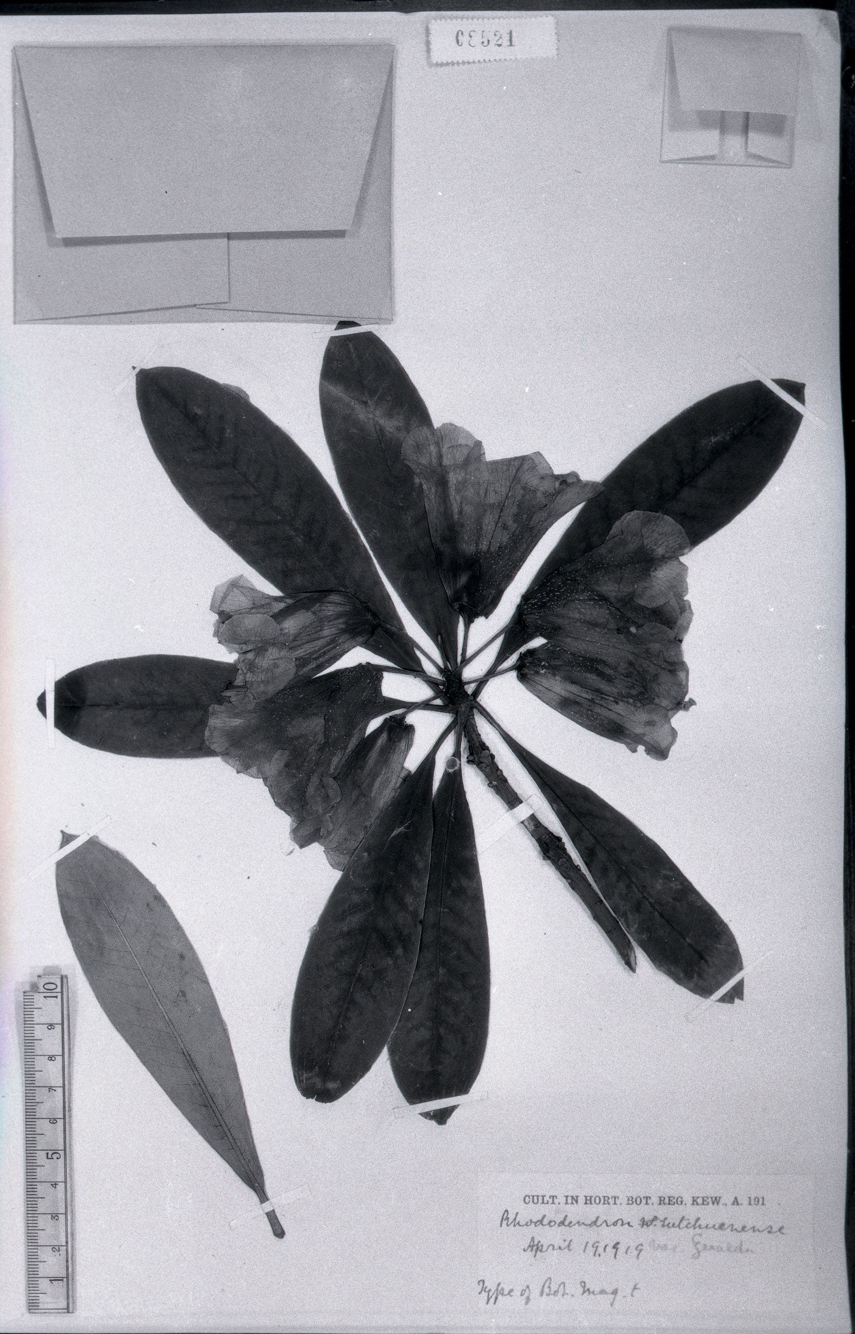 科名 杜鹃花科 ericaceae 属名 杜鹃属 保存馆 kew 标本号 8521  采集