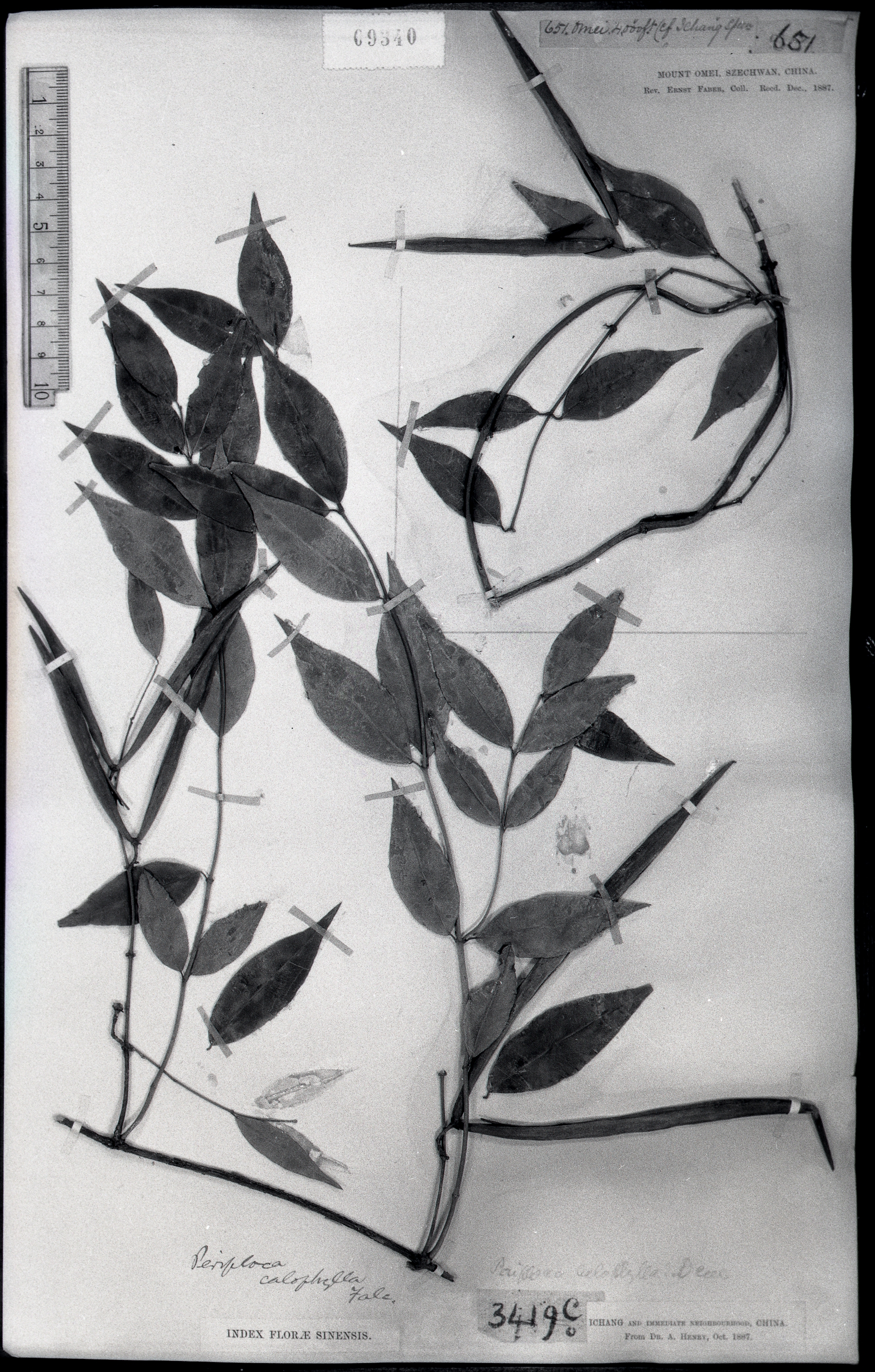 (萝藦科,杠柳属) 青蛇藤 学名 periploca calophylla falcon.