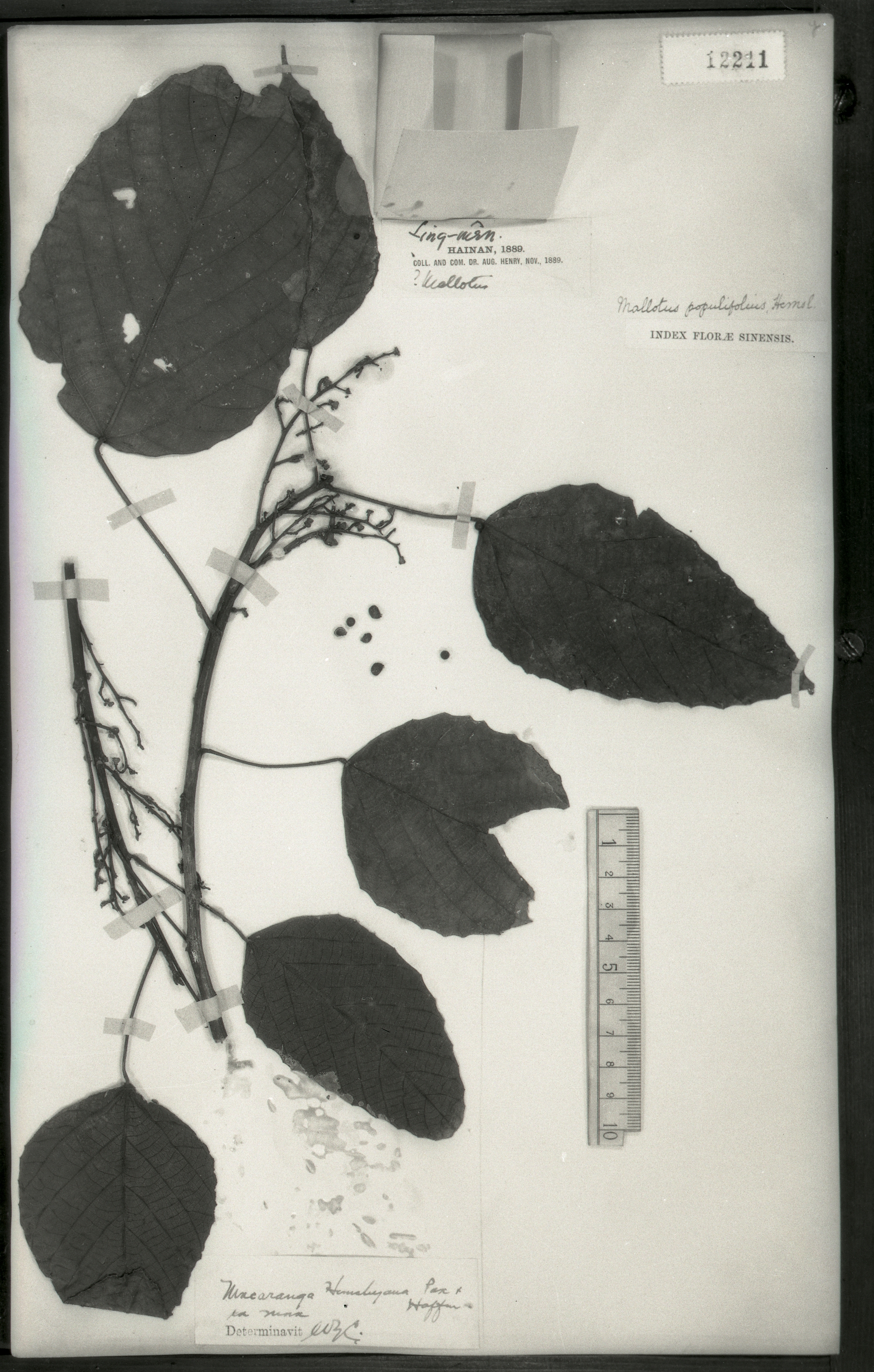 (大戟科,血桐属) 山中平树 学名 macaranga hemsleyana pax.