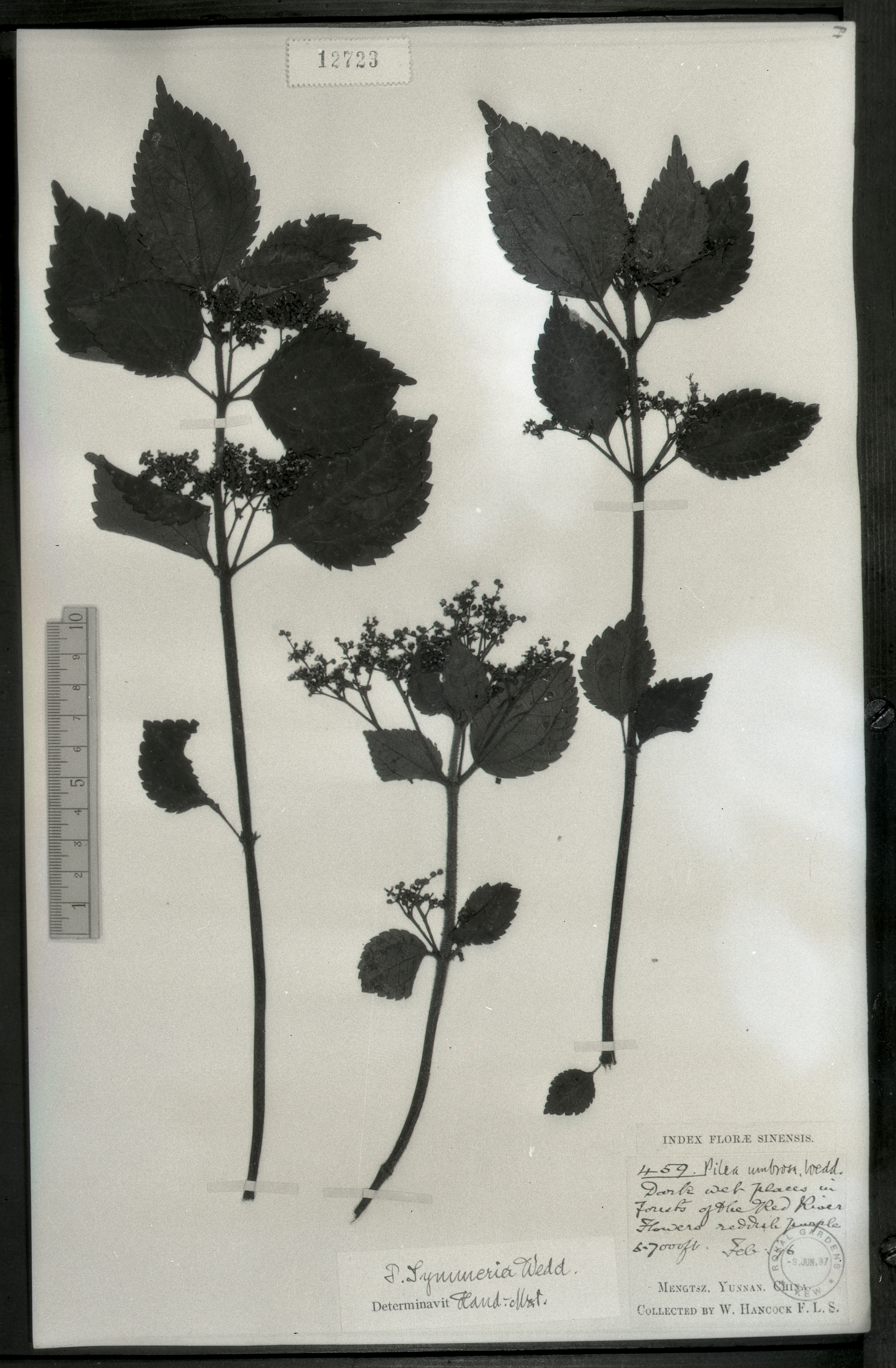 秦仁昌拍摄模式植物标本照片信息