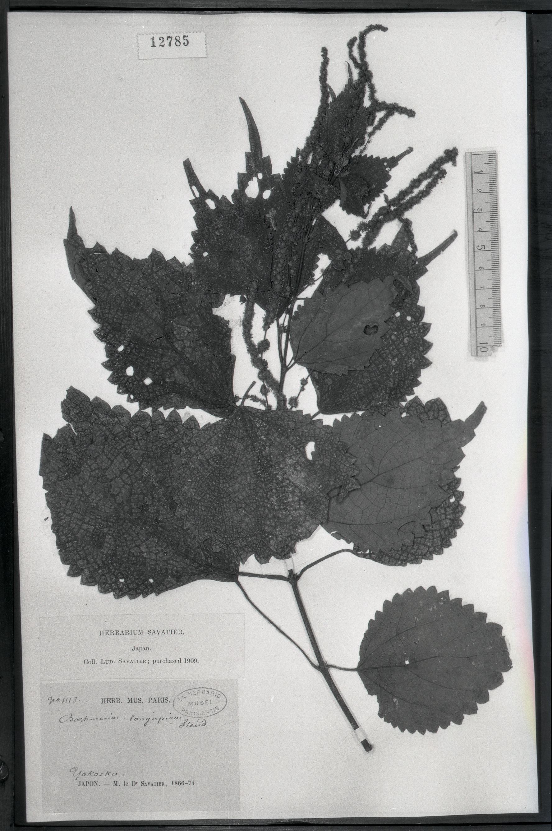 秦仁昌拍摄模式植物标本照片信息