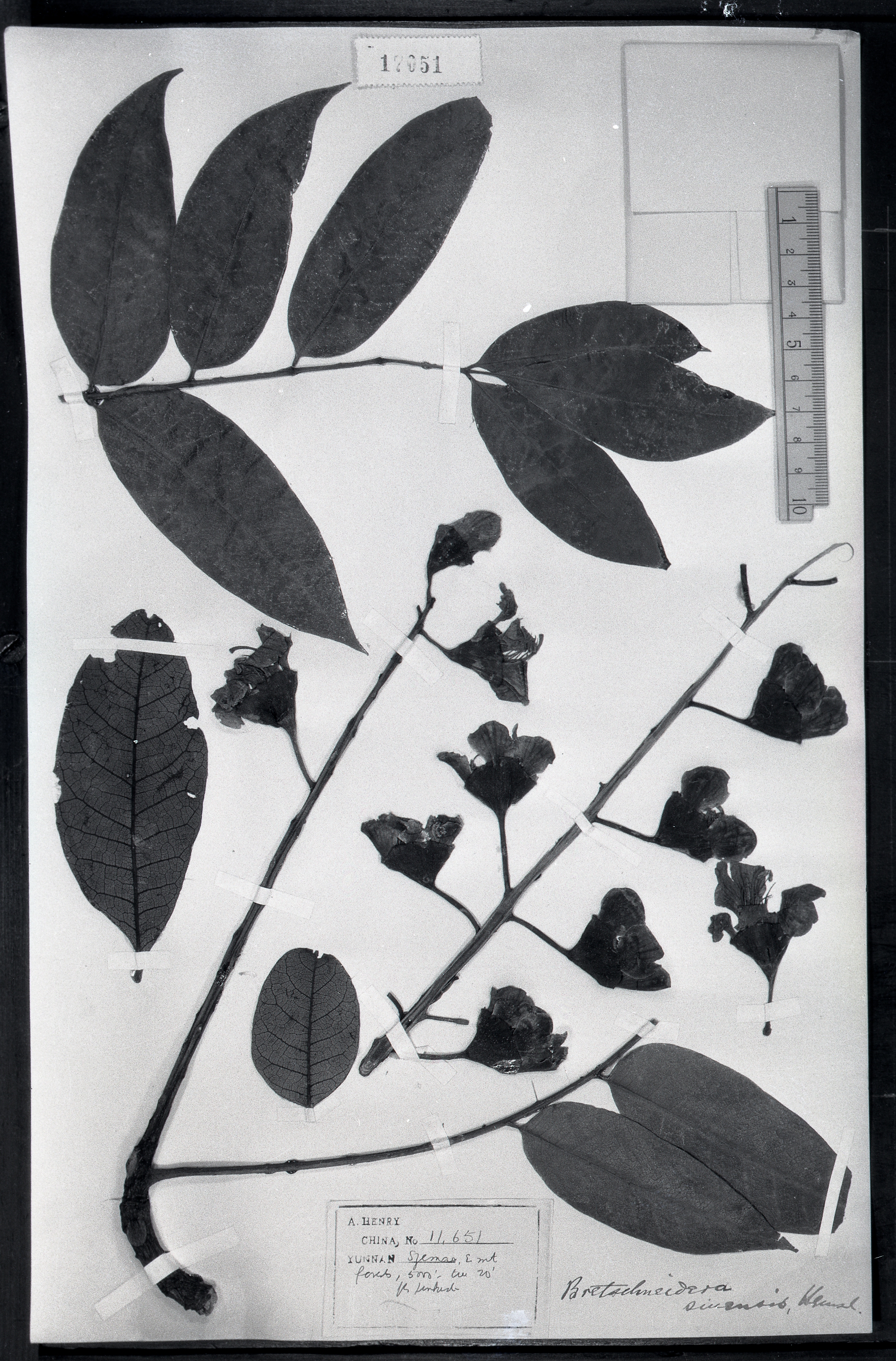 bretschneideraceae 属名 伯乐树属 保存馆 kew 标本号 17051  采集人