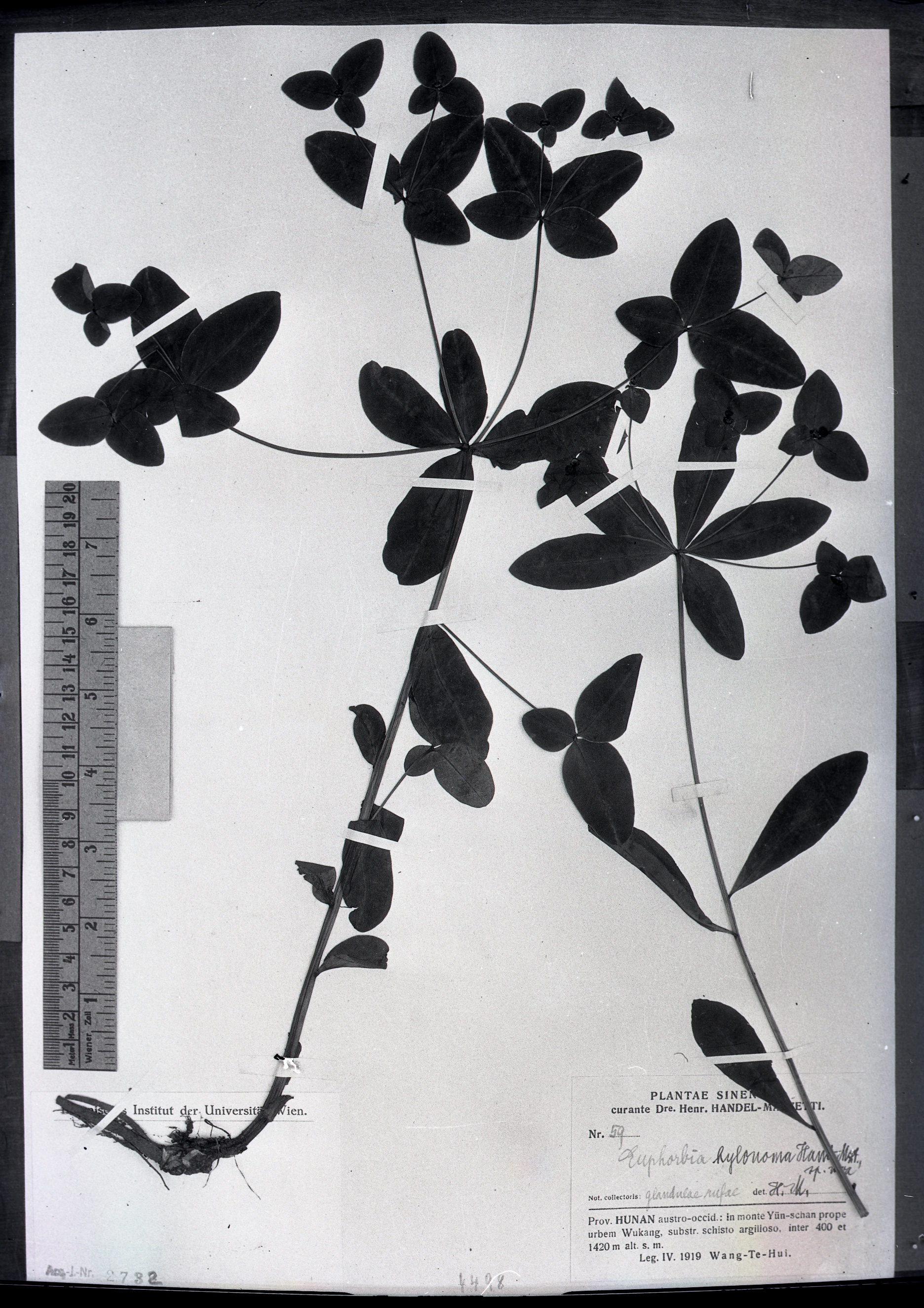 秦仁昌拍摄模式植物标本照片信息