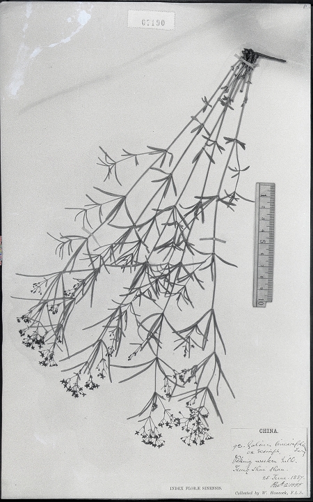 (茜草科,拉拉藤属) 学名 galium linarifolium turcz.